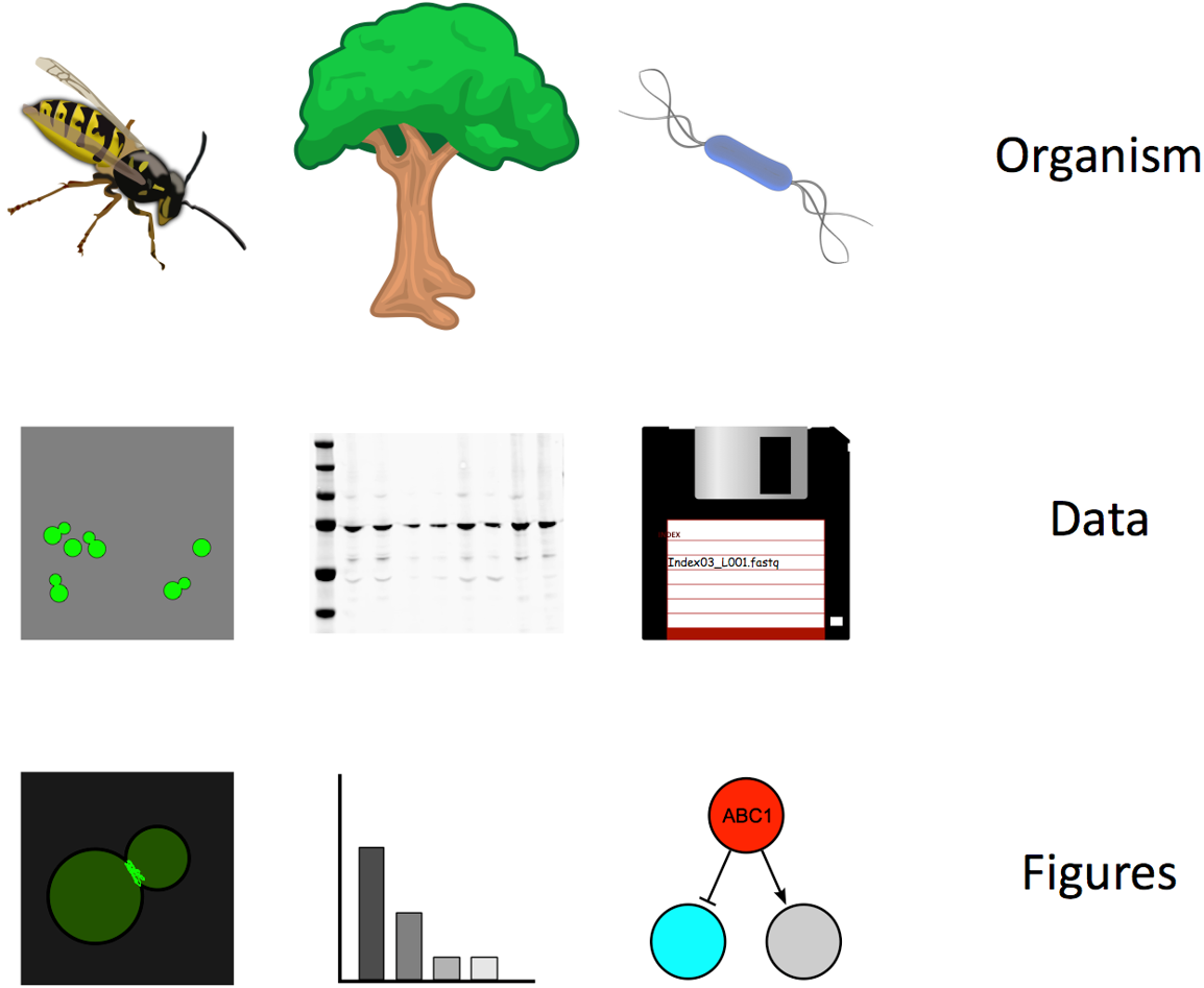 This image shows the many different levels of data that biologists might work with. On the highest level, they work with organisms, shown in the image are a wasp, a tree, and a bacteria. On an intermediate level, they may collect raw data from these organisms. Shown in the image are a picture of dividing yeast cells, a western blot, and a floppy disk containing text data. On the final level, they will have visualisations of the raw data. Shown in the image are a picture of dividing cells with fluorescence at the boundary, a bar plot, and a cartoon of gene transcription.