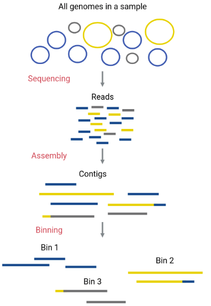 Diagram depicts the DNA sequences in the original sample as circular chromosomes of three different taxa. After sequencing, the DNA sequences of the three different taxa are mixed as small linear reads; after the assembly, we have contigs, each corresponding to a single taxon, except for the ones with a bad assembly that has sequences of different taxa in the same contig, after the binning taxa separate the contigs.