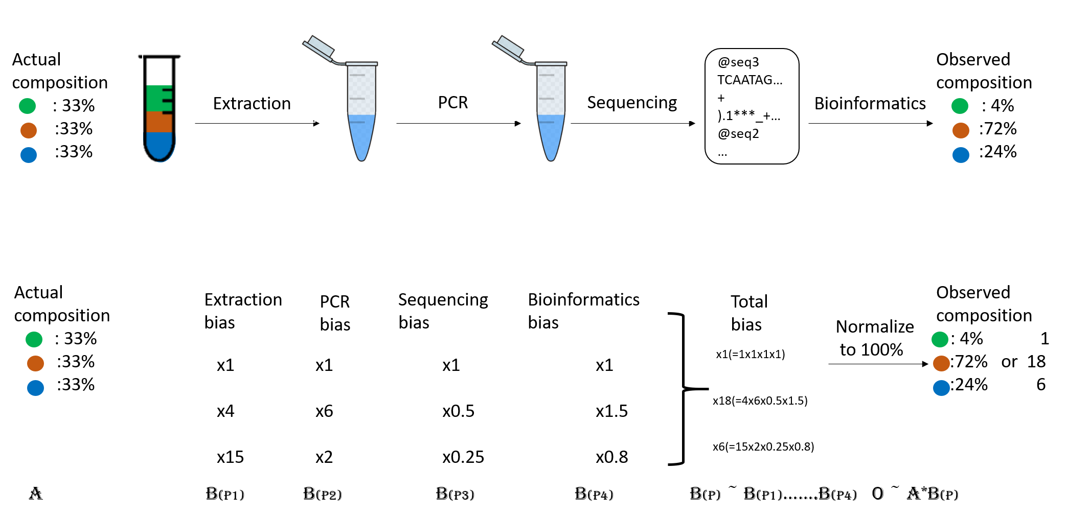 Flow diagram that shows how the initial composition of 33% for each of the three taxa in the sample ends up being 4%, 72%, and 24% after the biases imposed by the extraction, PCR, sequencing and bioinformatics steps.