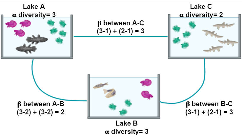  Alpha and Beta diversity diagram: Each Lake has a different number of species, and each species has a different number of fish individuals. Both metrics are taken into account to measure alfa and beta diversity.