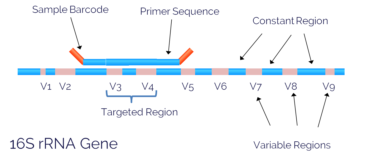 16S rRNA Variable Regions (http://www.lcsciences.com/)