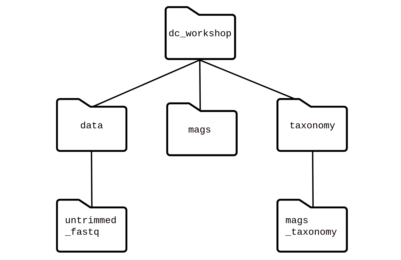 Folder organization diagram showing a parent directory called dc_workshop, with tree subdirectories called data, mags, and taxonomy. Insida data there is another one called untrimmed_fastq, and inside taxonomy there is another one called mags_taxonomy.